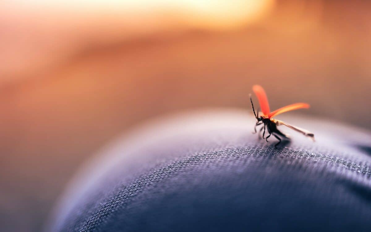 insecte noir et orange sur textile en cuir noir