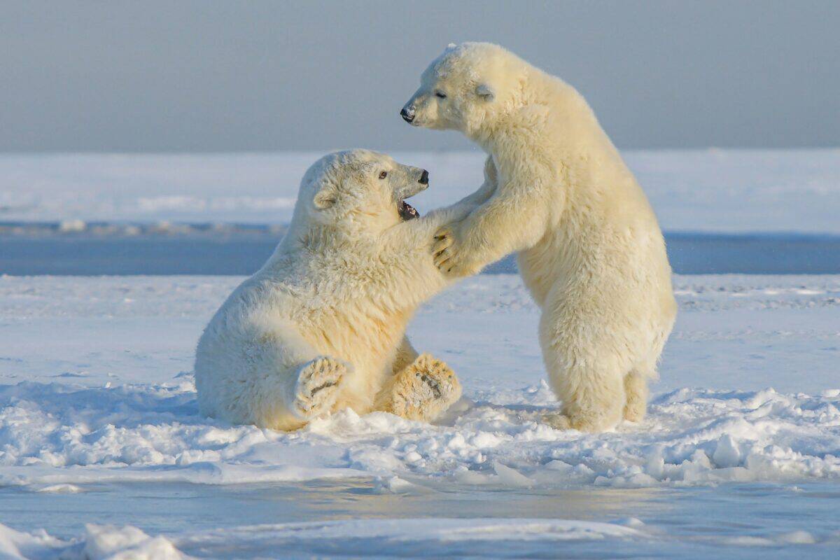 Oursons polaires