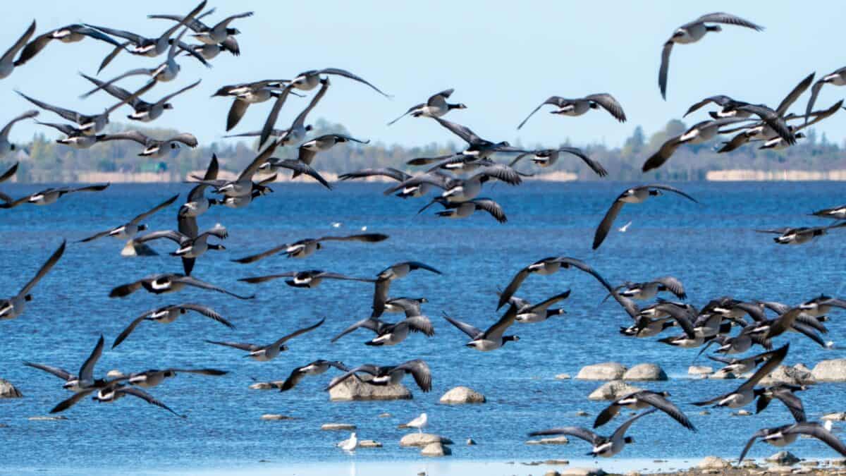 une volée d'oiseaux survolant un plan d'eau