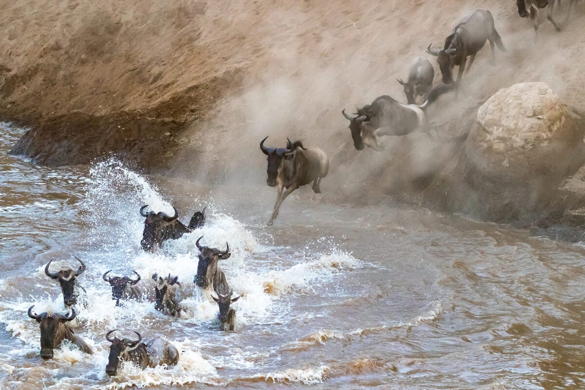 Gnous traversant la rivière Mara lors de la grande migration annuelle.