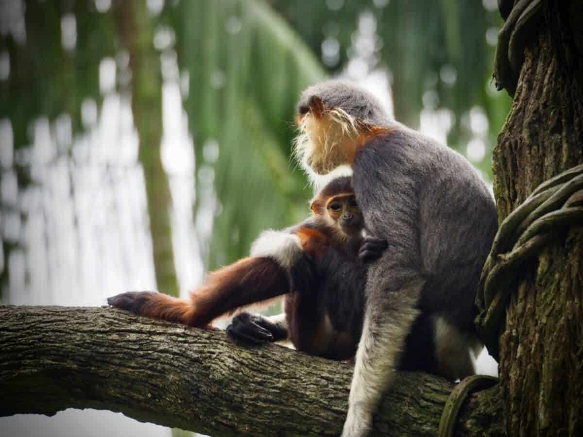 photographie sélective de singe gris