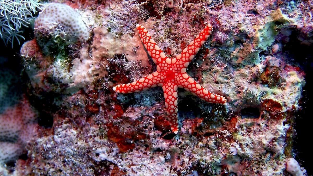 étoile de mer rouge et blanche sur le récif de corail