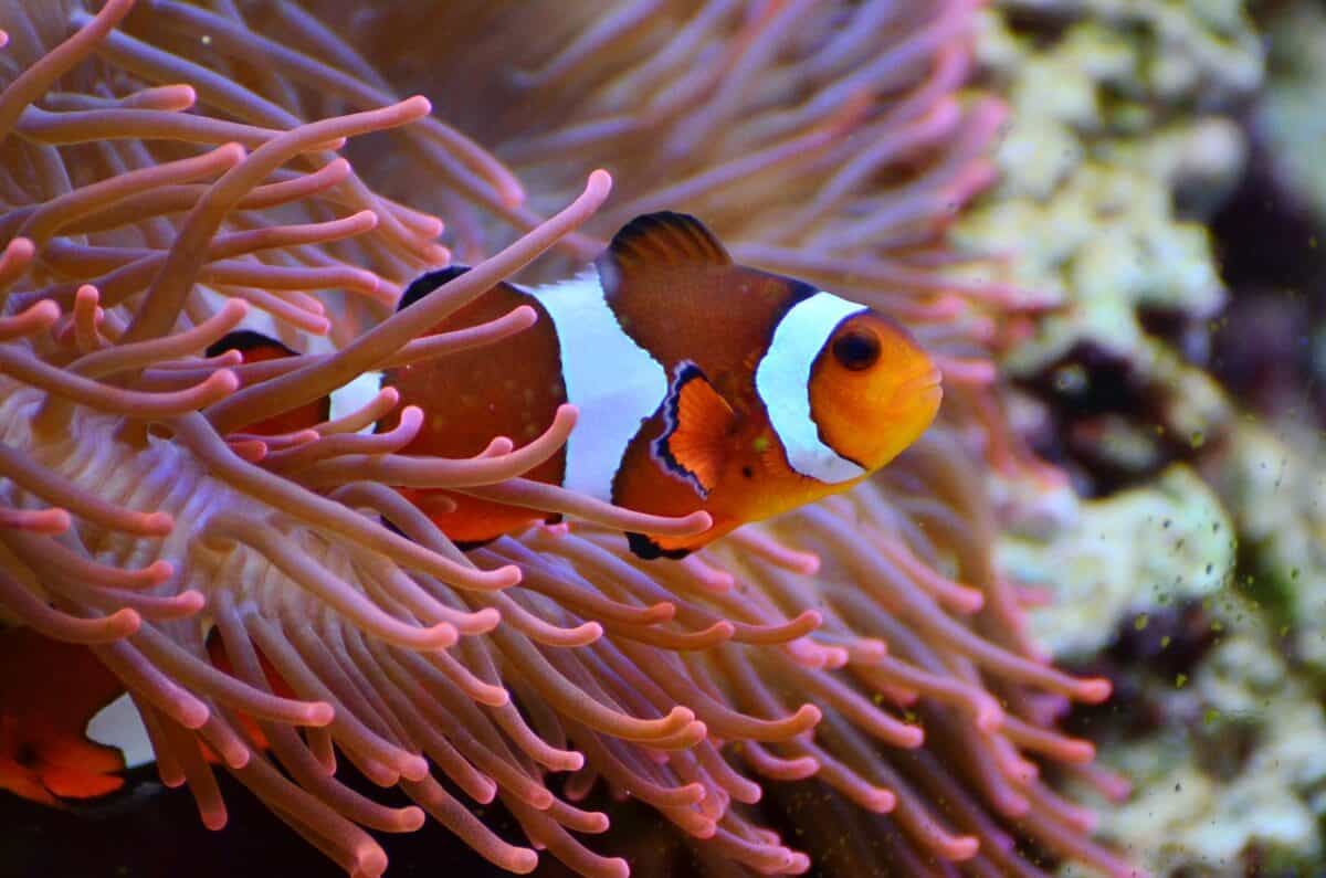 Poisson clown nageant à travers les récifs coralliens.