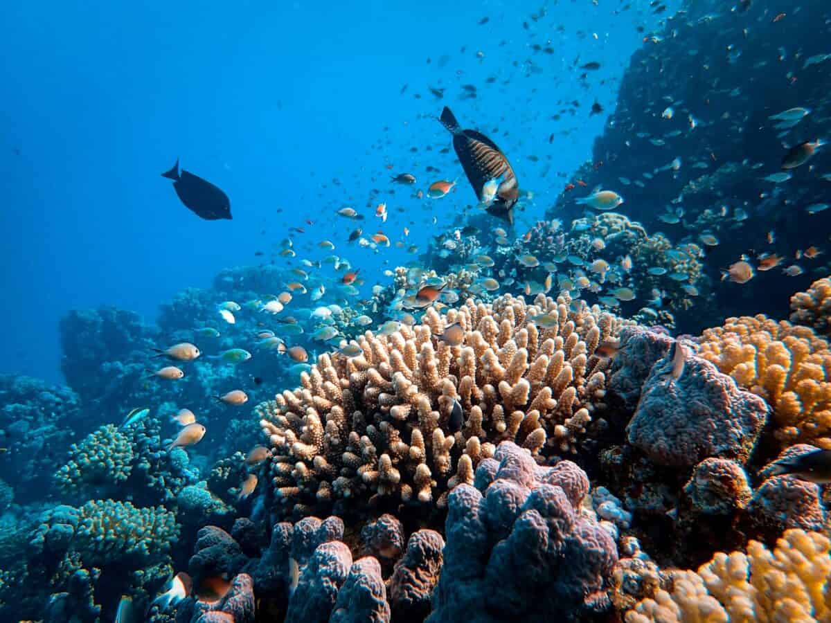 banc de poissons dans un plan d'eau
