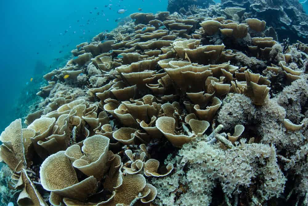 Des récifs coralliens sains mais fragiles