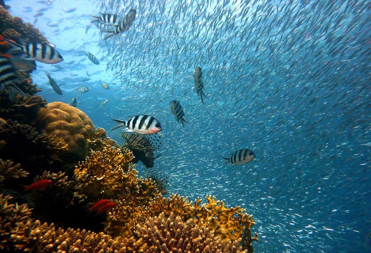 poisson, sous marin, coraux, mer, nature, océan, récif de corail, banc de poissons, école, plongée, eau, monde sous marin, récif, créatures aquatiques, poisson, poisson, poisson, poisson, sous marin, mer, océan, océan, récif de corail