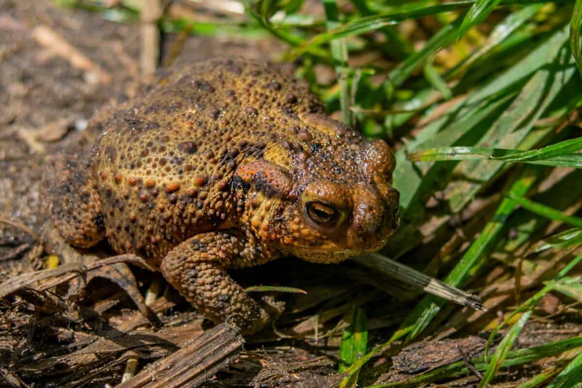 grenouille brune et noire sur l'herbe verte