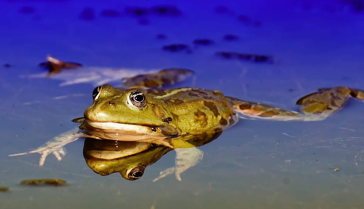 grenouille, étang, animal, grenouille d'eau, grenouille d'étang, haute, crapaud, eau, grenouille, grenouille, grenouille, grenouille, étang, crapaud, crapaud, la nature, crapaud