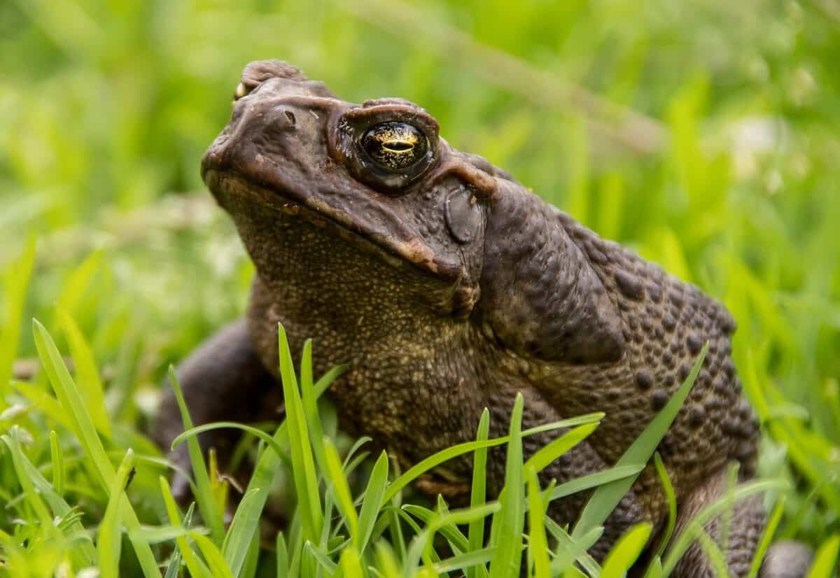 crapaud de canne, crapaud, amphibie, ravageur, queensland, australie, crapaud néotropical géant, crapaud marin, crapaud géant, crapaud bufo, grand crapaud, la nature, crapaud venimeux, rhinella marina, animal, crapaud de canne, crapaud de canne, crapaud de canne, crapaud de canne, crapaud