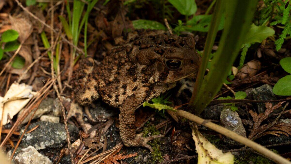 une grenouille est assise par terre dans l'herbe