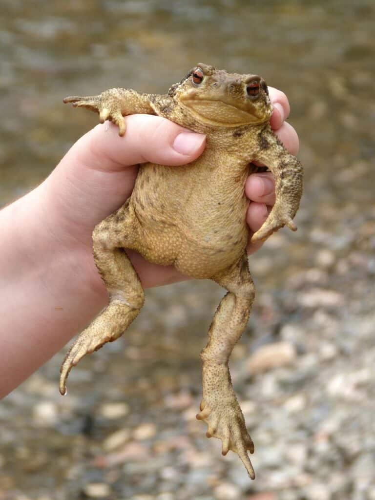 crapaud, main d'enfant, aventure, nature, batracien, rivière, crapaud, crapaud, crapaud
