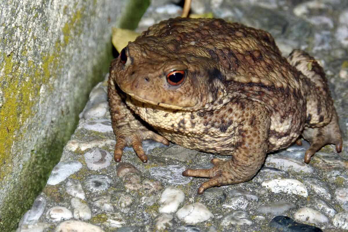 crapaud, crapaud commun, verrues, bufo bufo, crapaud, crapaud, crapaud, crapaud