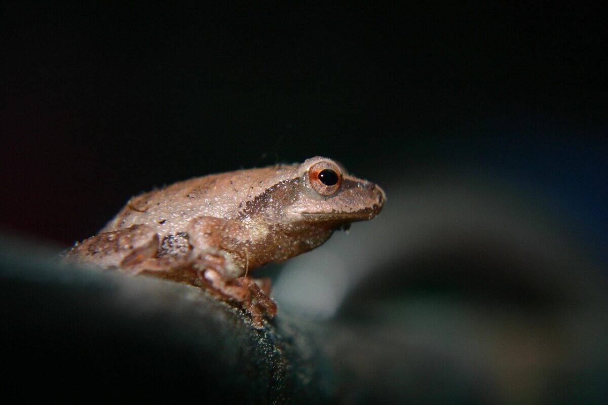 rainette, grenouille, amphibie, la nature, nuit, animal, crapaud, faune