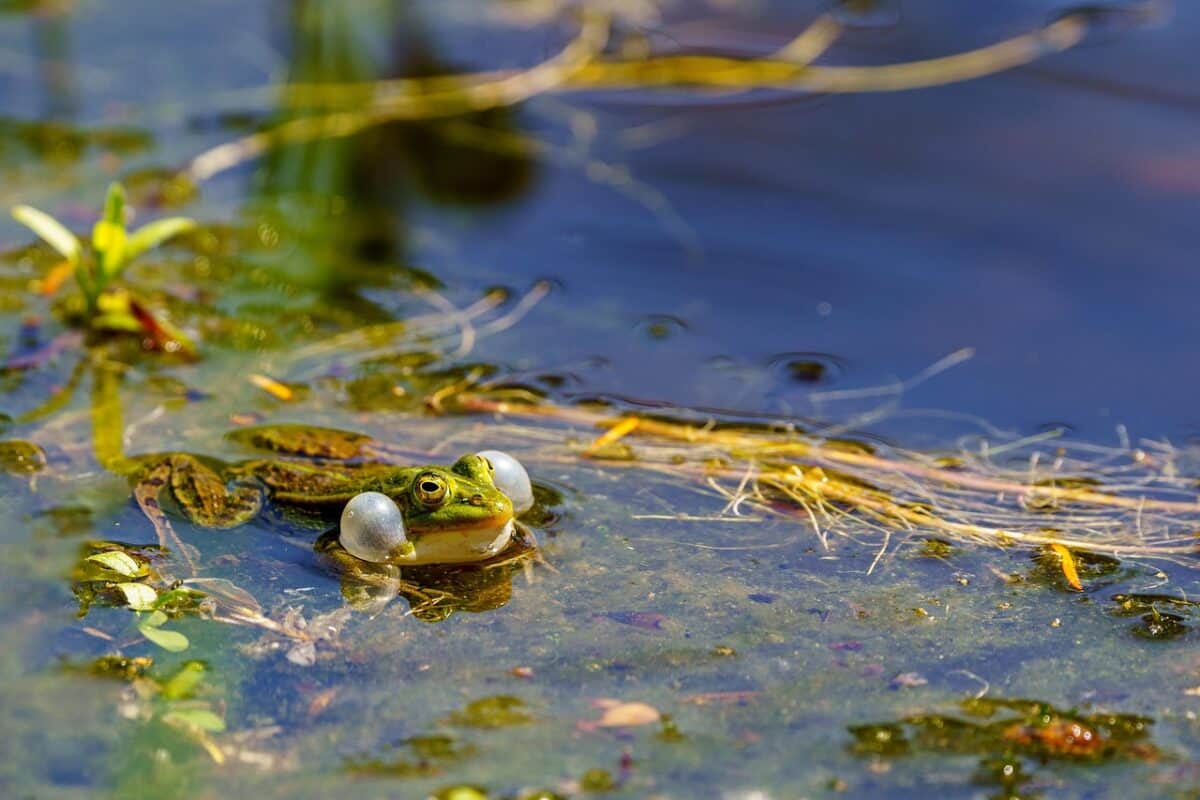 grenouille, animal, amphibie, eau, le monde animal, la nature, Zone humide, faune, Écosystème, Écosystème, Écosystème, Écosystème, Écosystème, Écosystème