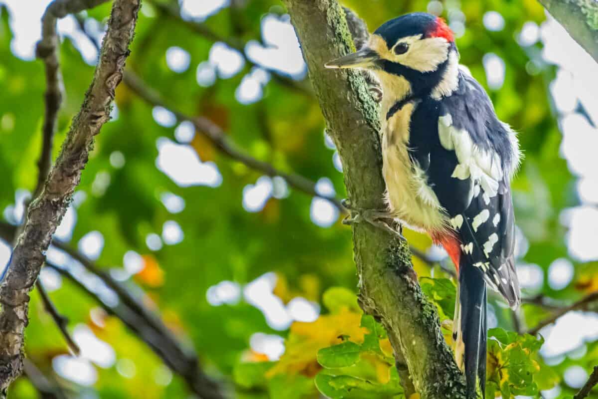 un oiseau coloré perché sur une branche d'arbre
