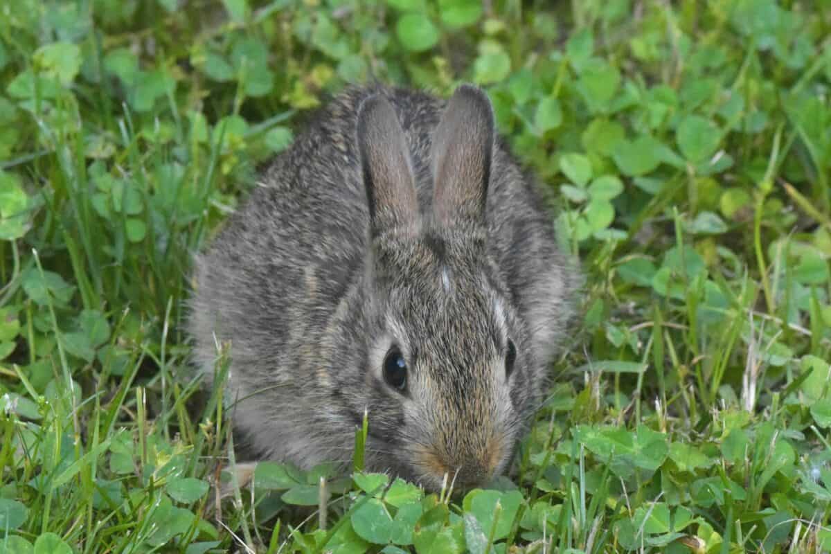 lapin gris sur l'herbe verte pendant la journée