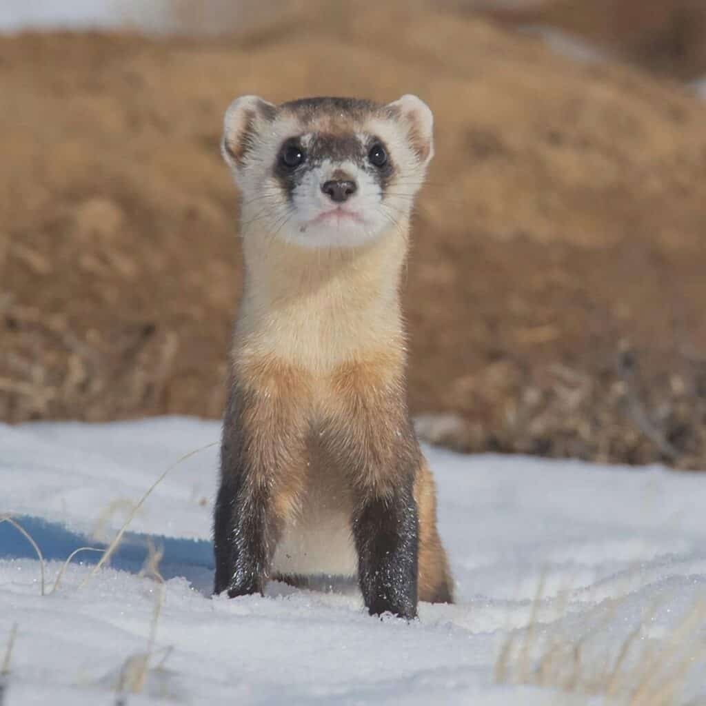animal blanc et marron sur sol couvert de neige