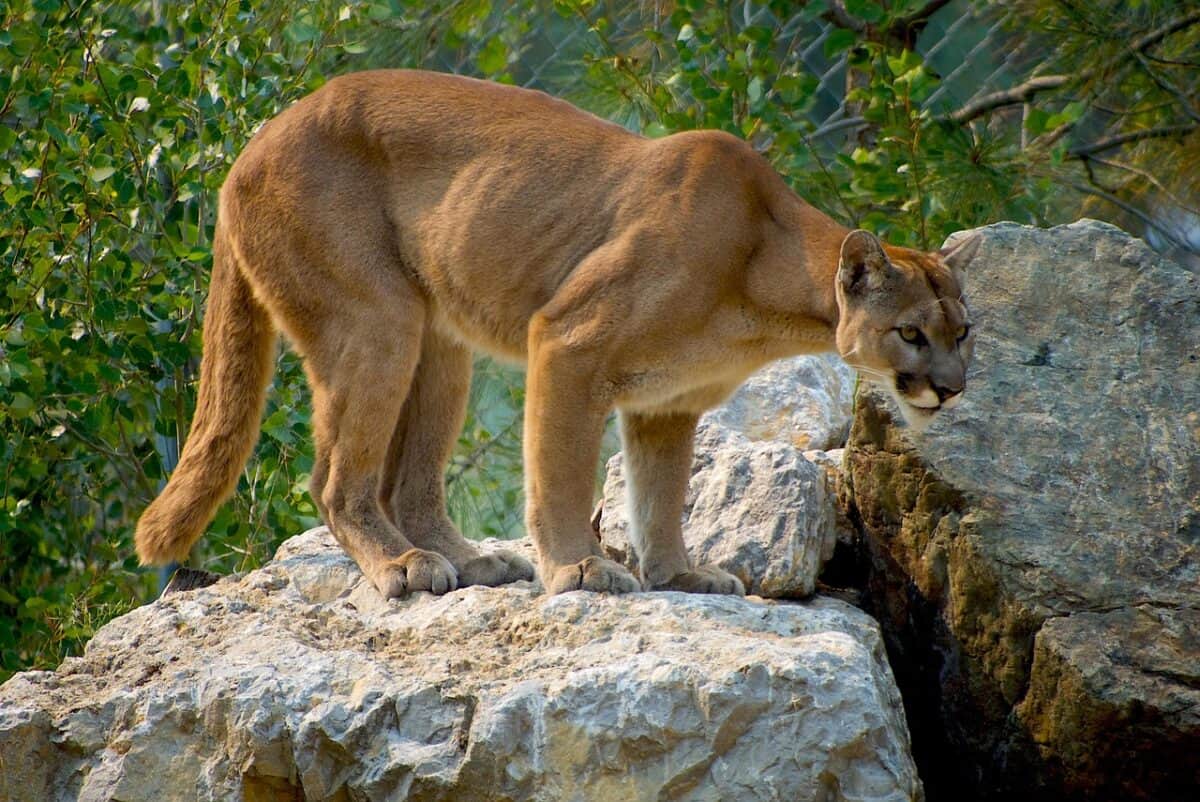 puma, animal, animal de compagnie, puma, zoo, gros chat, félin, mammifère, la nature, faune, Photographie de la faune, chat, puma, puma, puma, puma, puma