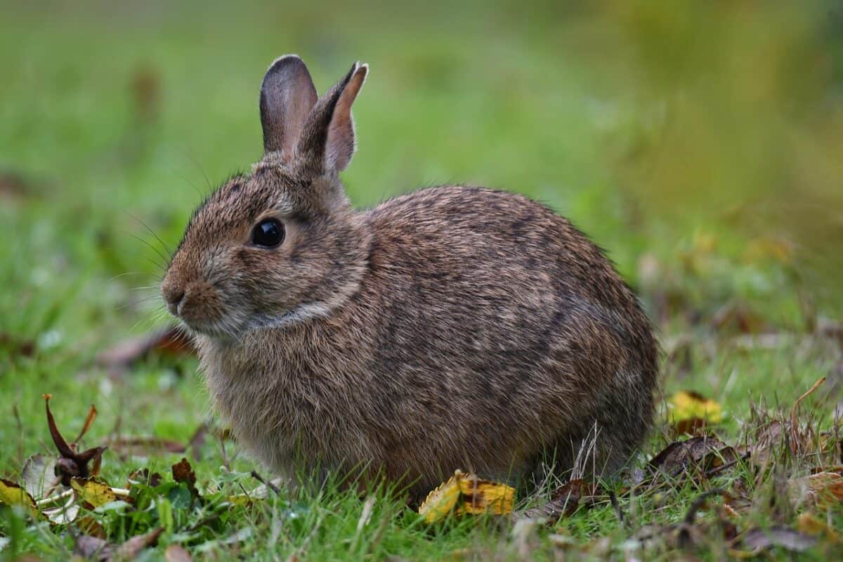 lapin, la nature, animal, faune, Cottontail oriental, mammifère, lapin, faune, région sauvage, Cottontail oriental, Cottontail oriental, Cottontail oriental, Cottontail oriental, Cottontail oriental