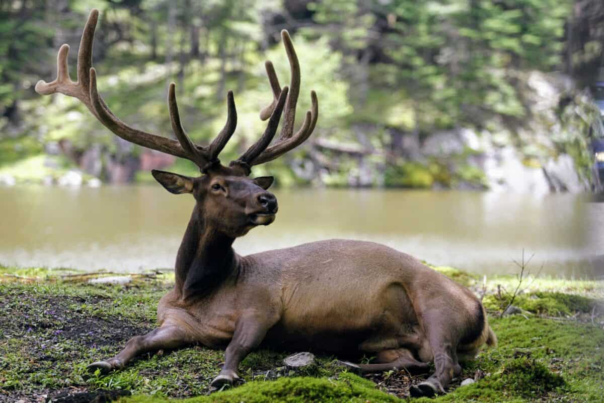 photographie de cerf par inclinaison et décalage