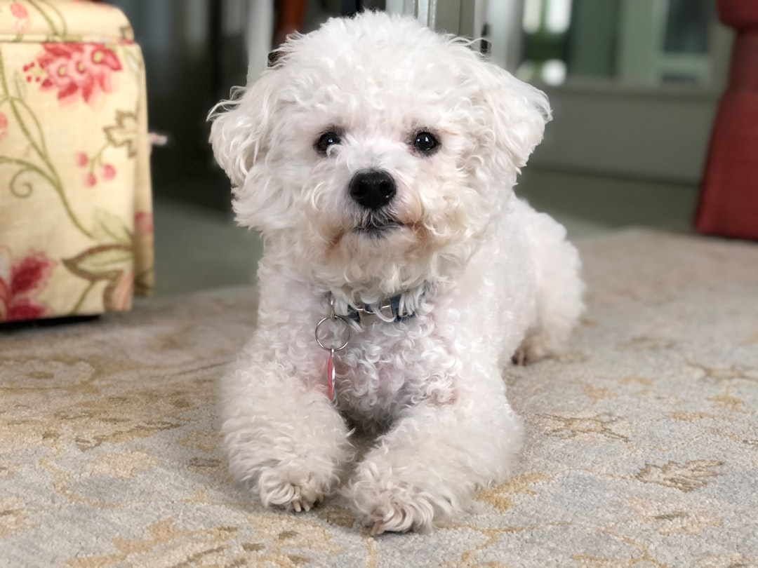 11. Bichon Frise (image credits: unsplash)