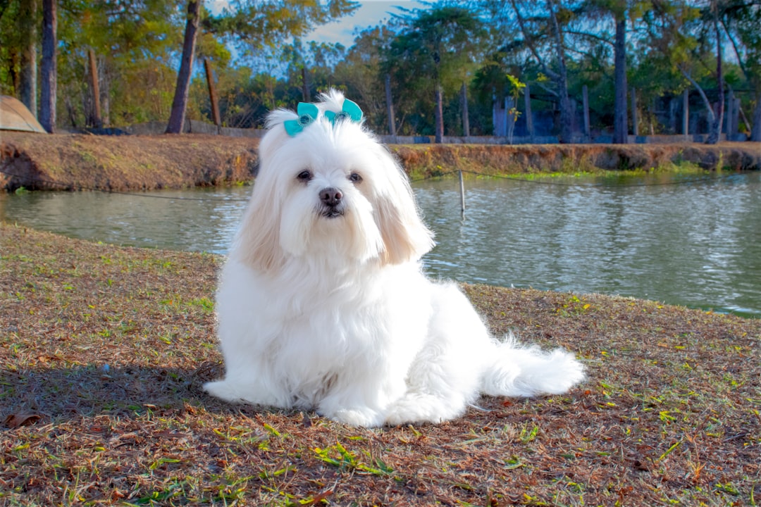 7. Lhassa Apso (crédits image : unsplash)