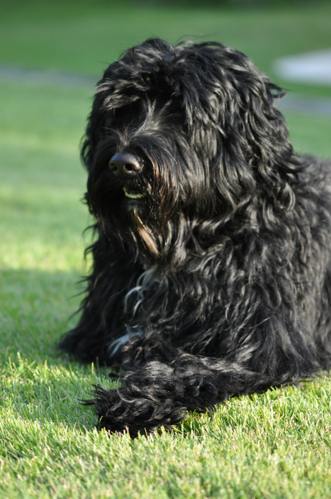 8. Chien d'eau portugais (crédits image : unsplash)
