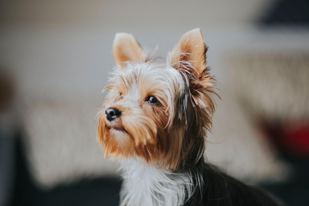4. Yorkshire Terrier (crédits image : unsplash)