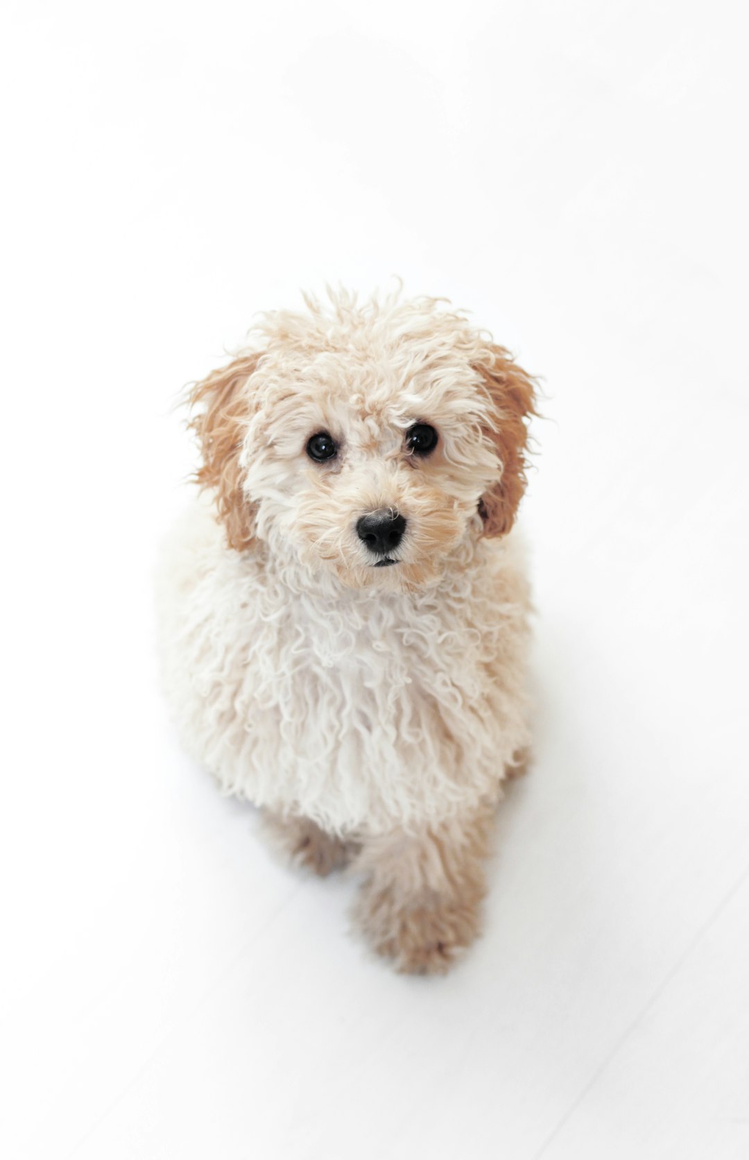 5. Caniche (crédits image : unsplash)