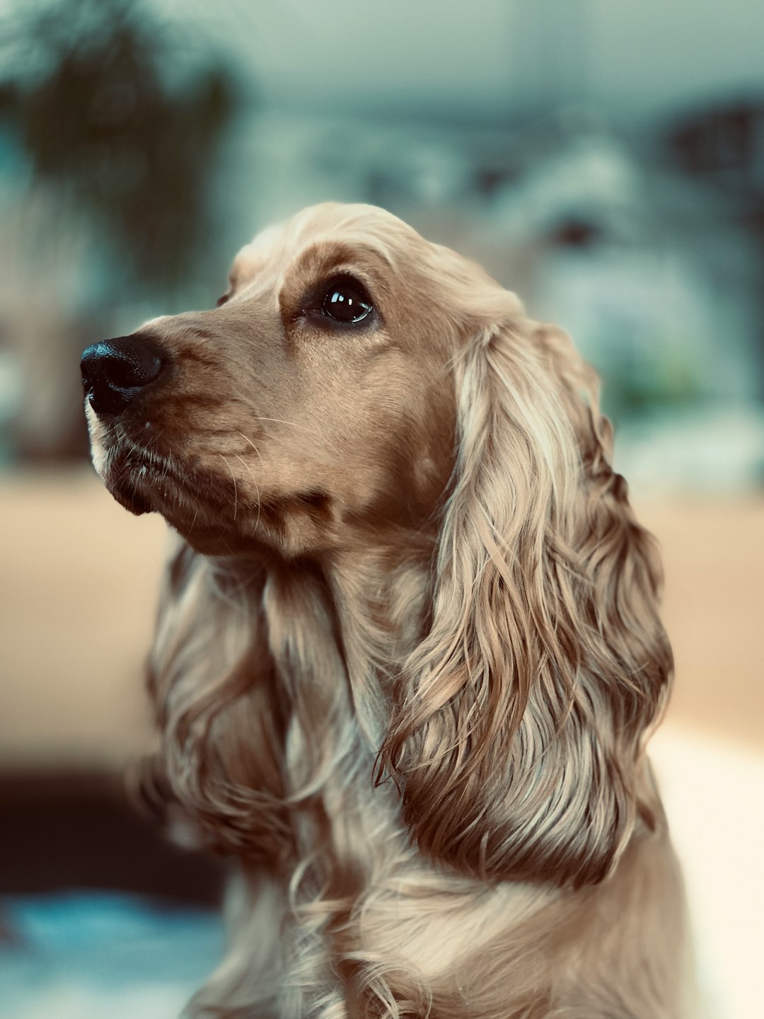 2. Cocker Spaniel (crédits image : unsplash)