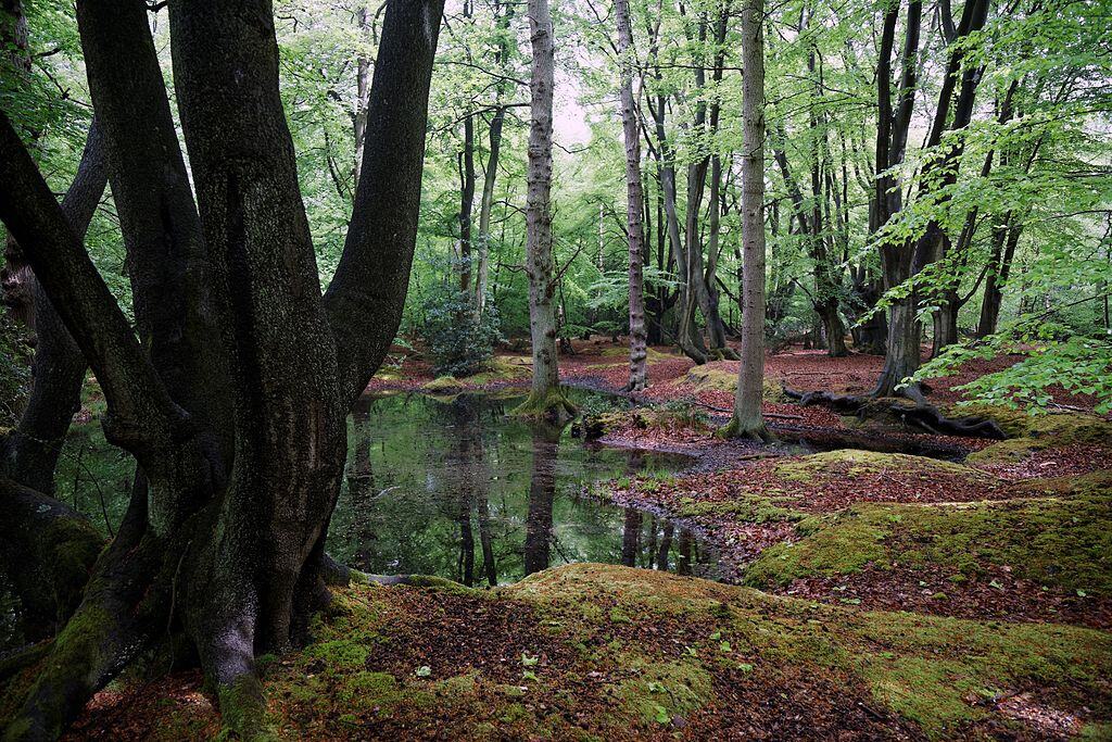 Forêt d'Epping