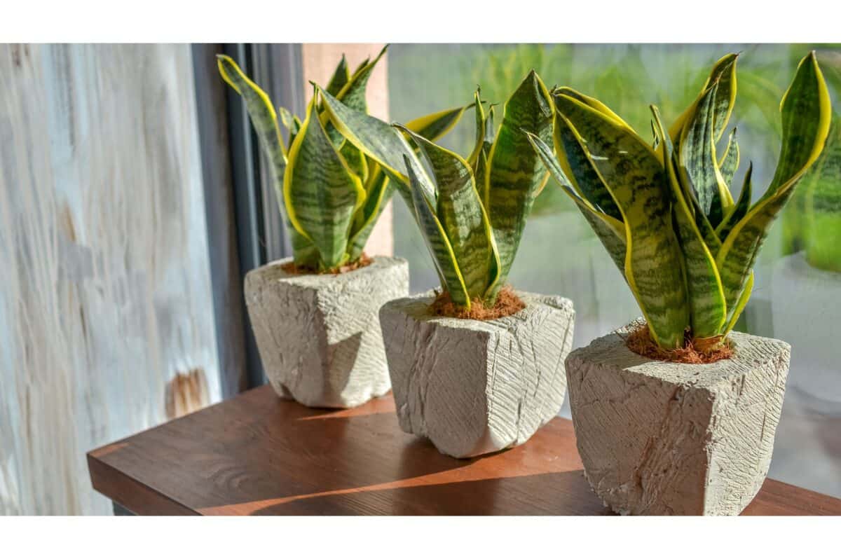 plante serpent