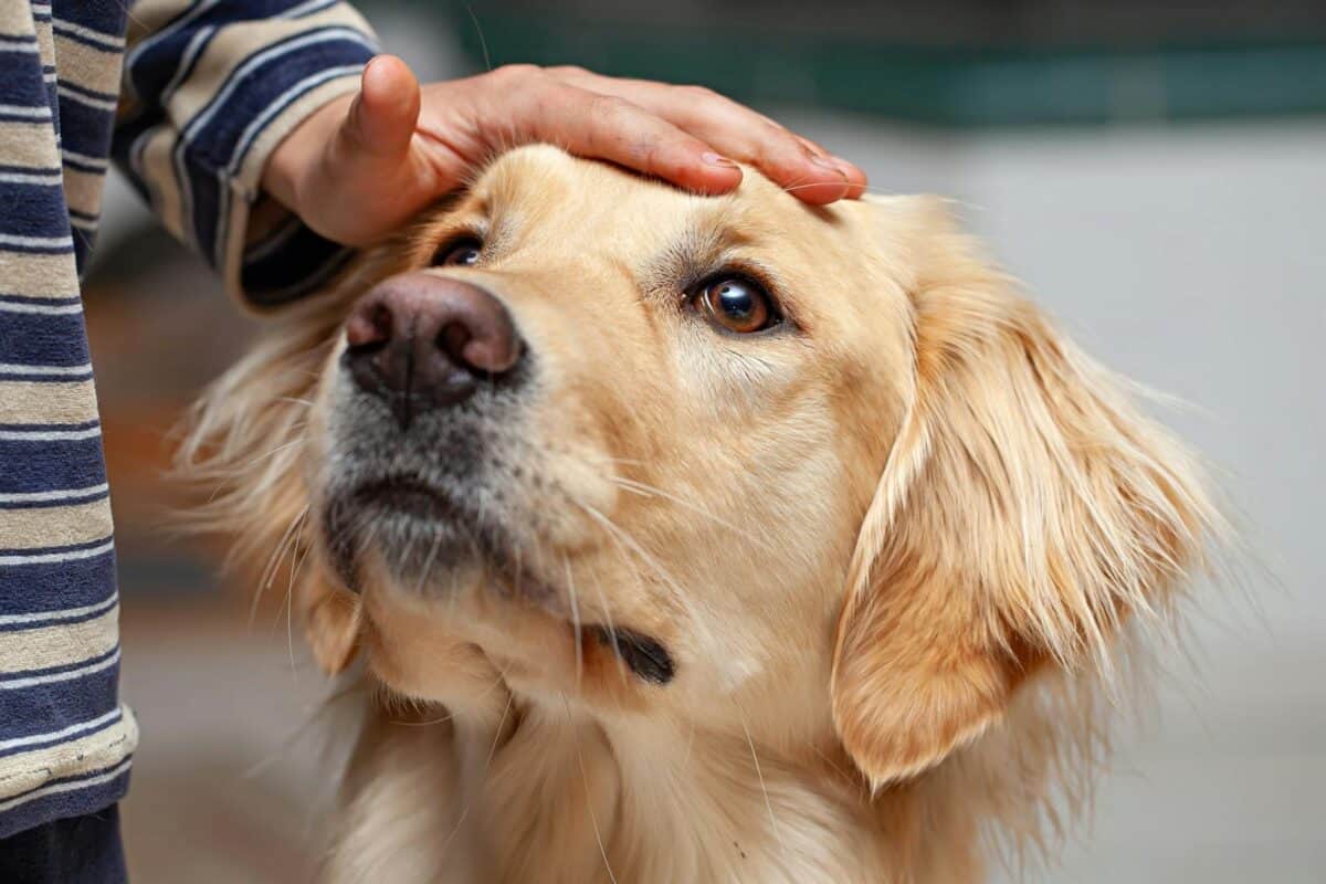 Un enfant caresse doucement un Golden Retriever à l’intérieur, mettant en valeur son amitié et ses liens.