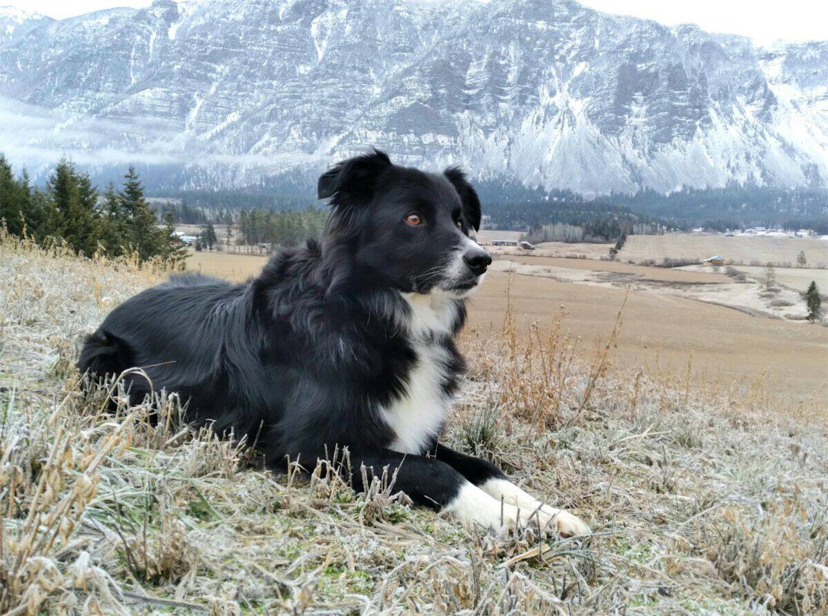 border collie noir et blanc allongé sur un champ d'herbe brune pendant la journée