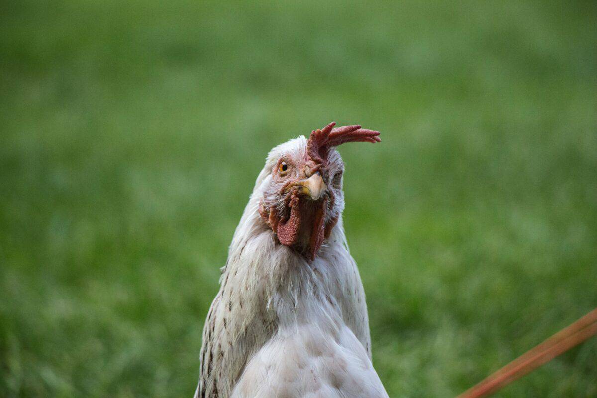 Comment apprendre à votre poulet à marcher en laisse