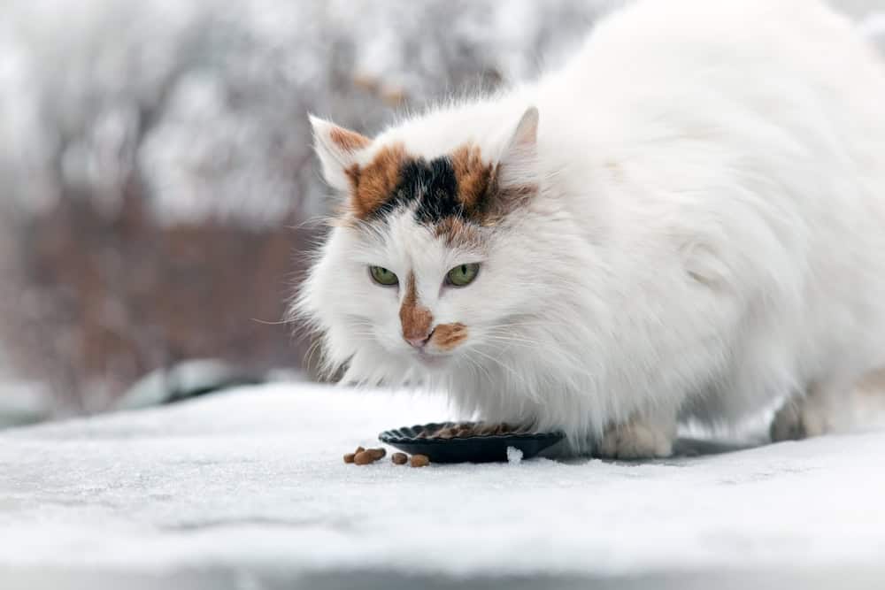 Le chat de la race des fourgons turcs se promène dans la cour et mange sa nourriture