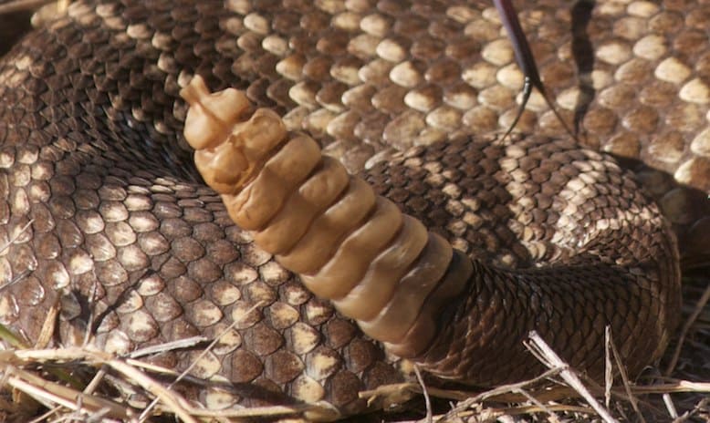 hochet de serpent à sonnette