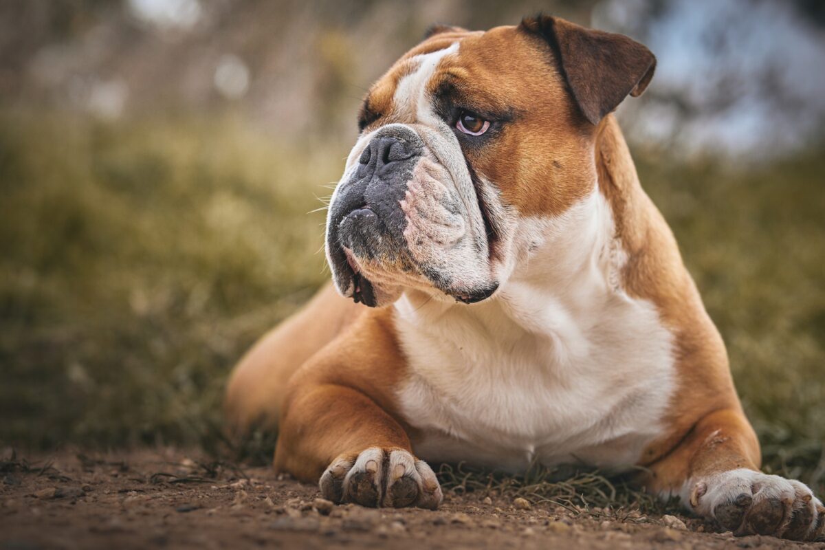 bouledogue anglais