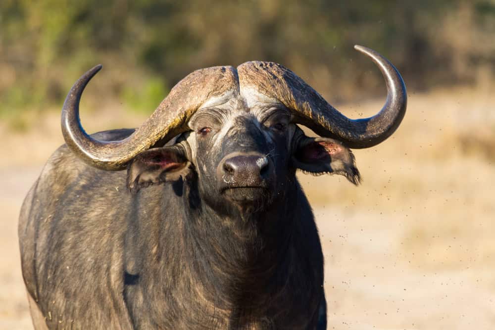 Buffle