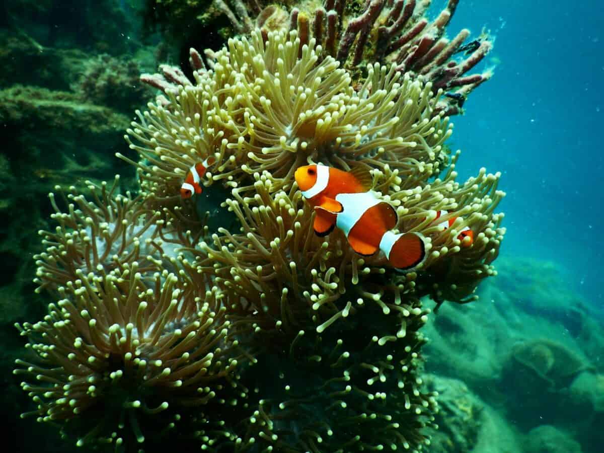 Poissons-clowns colorés parmi les anémones vibrantes du récif corallien indonésien, mettant en valeur la riche vie marine.
