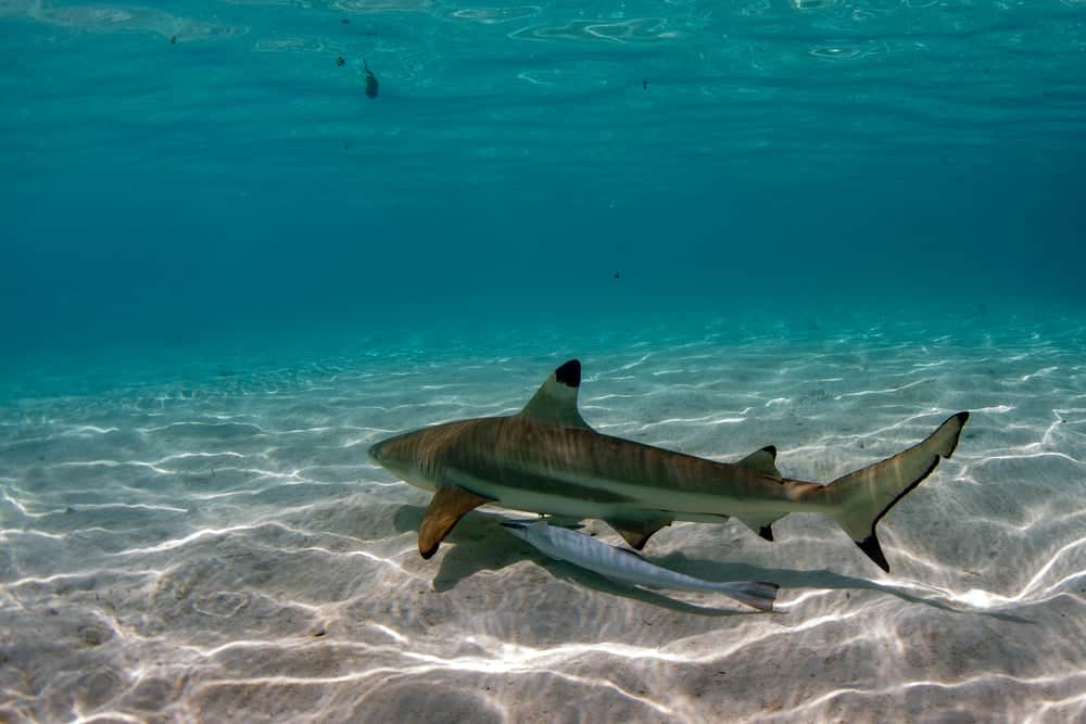 Plonger avec le requin pointe noire sous l'eau