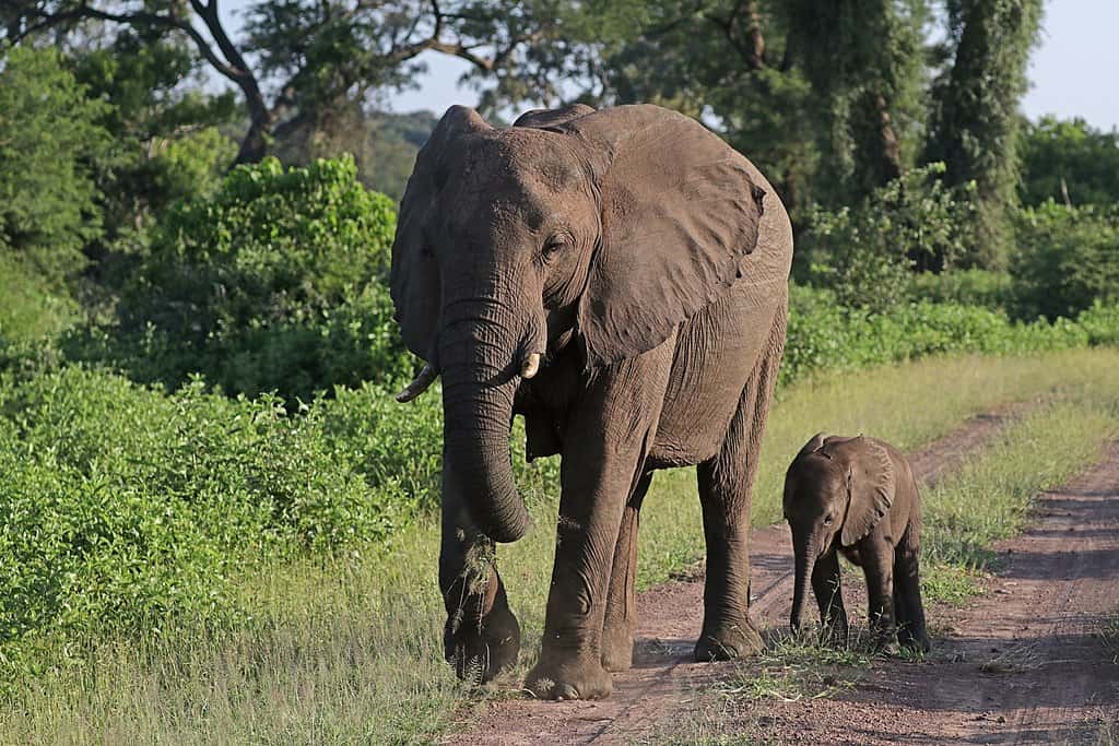 Éléphant de brousse africain