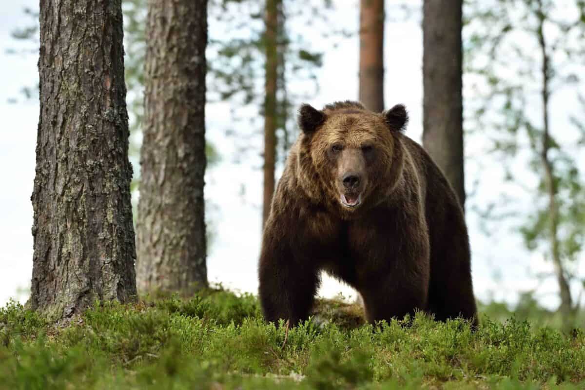 Grizzli