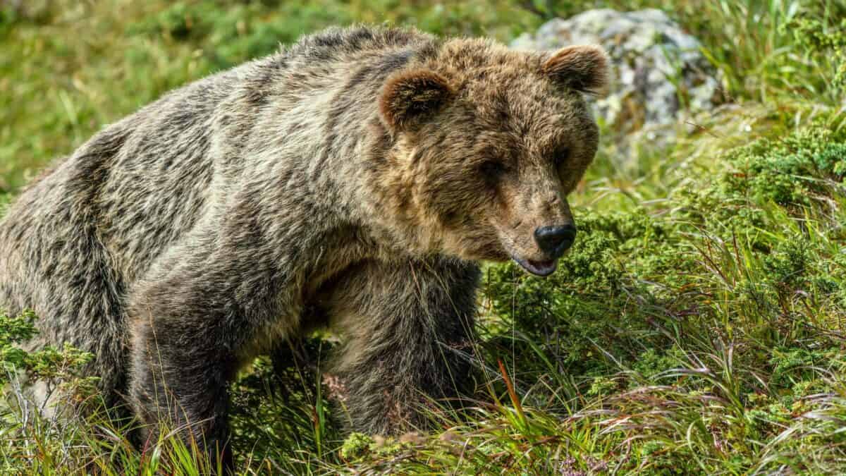 Un grizzli se fond dans son environnement.