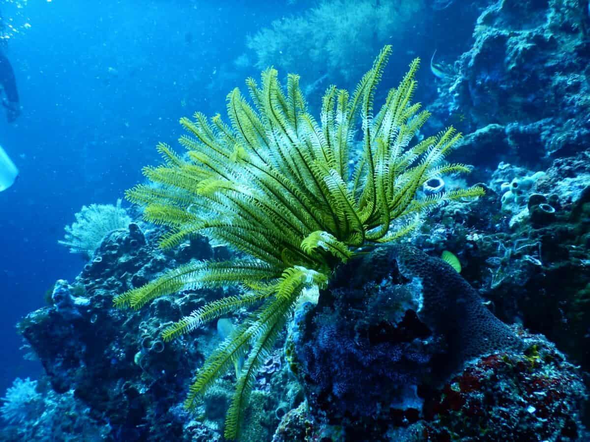 Explorez une superbe scène sous-marine mettant en vedette une gorgone vibrante parmi les récifs coralliens, mettant en valeur la biodiversité marine.