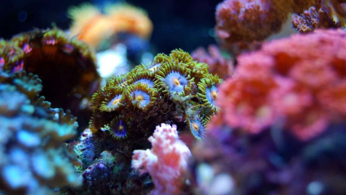 Récifs coralliens