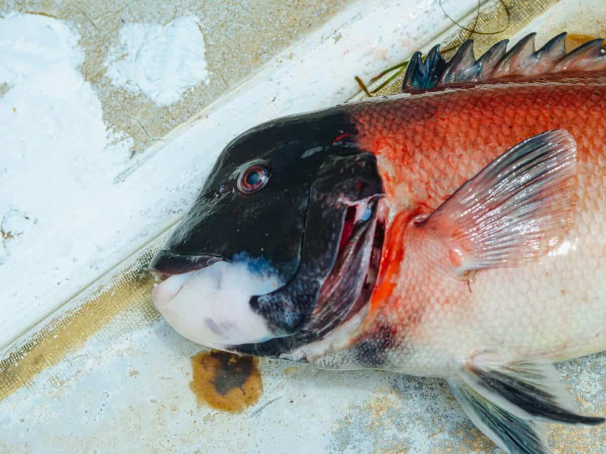 Gros plan détaillé d'un poisson frais à tête de mouton de Californie mettant en valeur ses couleurs et ses textures vibrantes.
