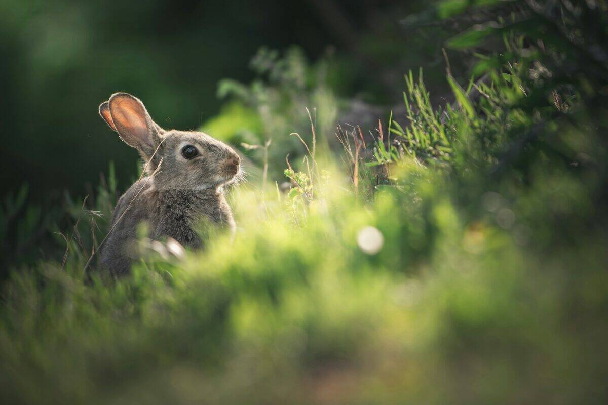 Un petit lapin assis dans l'herbe