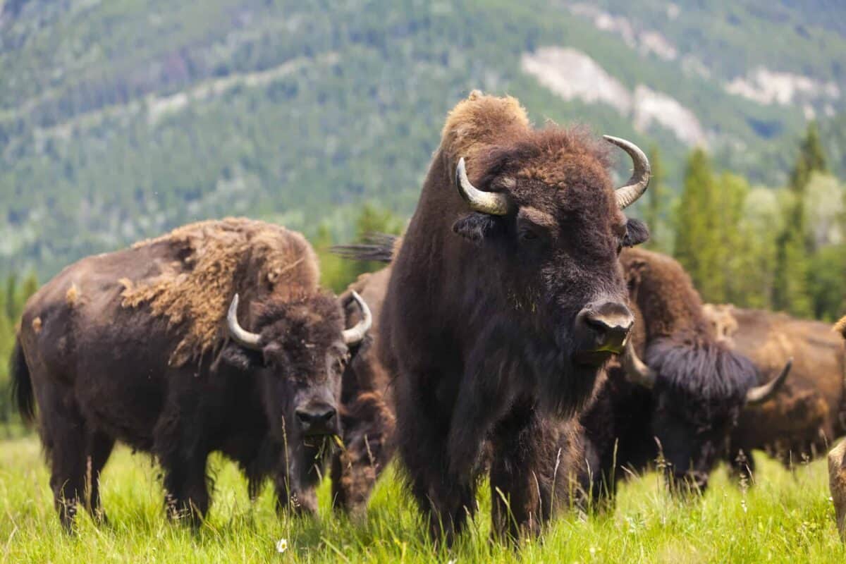 bison 
