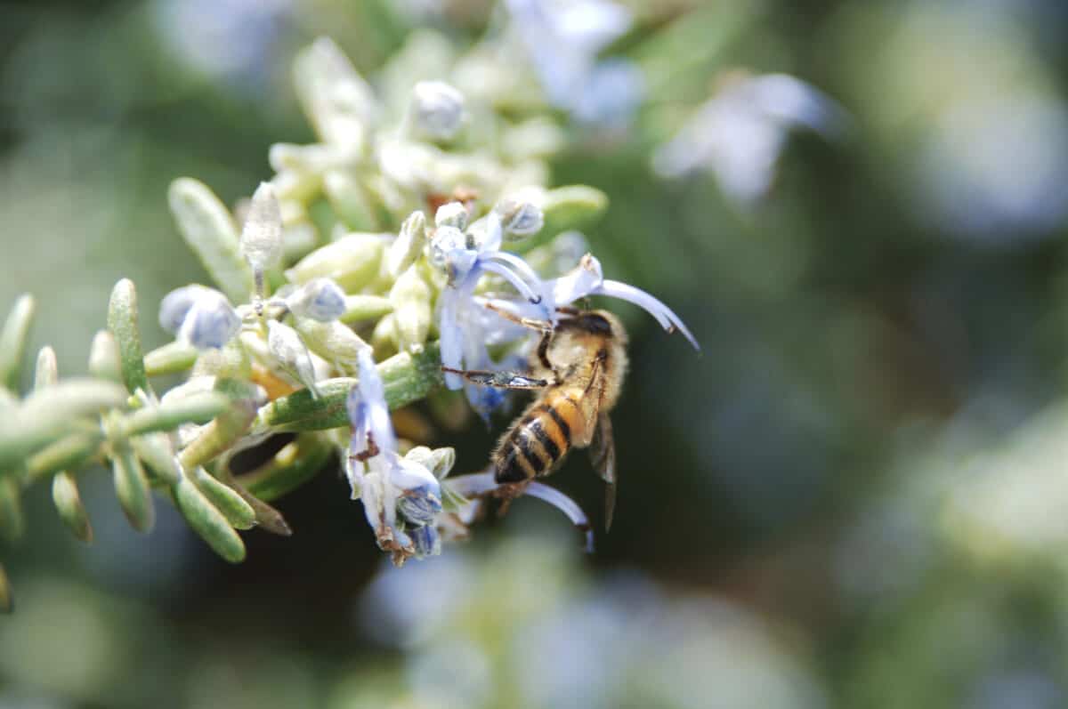 Abeilles africanisées